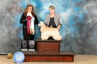 Cocker Spaniel ASCOB #5 Sat SDOHBOV Judge Stephanie Kaul