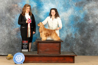 Cocker Spaniel ASCOB #6 Sat BOS Judge Stephanie Kaul