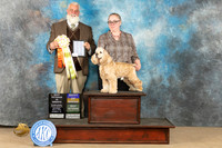Cocker Spaniel ASCOB #7 Sat BOVBOBVet Judge Matthew Proctor