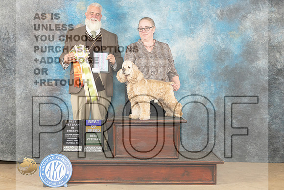 Cocker Spaniel ASCOB #7 Sat BOVBOBVet Judge Matthew Proctor_JP_0181_CCKC2023_HR3