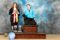Cocker Spaniel Black #10 BOV Judge Stephanie Kaul