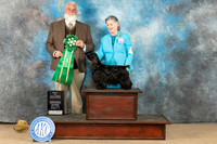 Cocker Spaniel Black #12 Sat BVet Judge Matthew Proctor