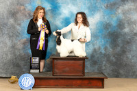 Cocker Spaniel Parti #11 Sat BOV Judge Stephanie Kaul