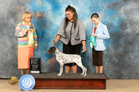 German Shorthaired Pointer #9 Sat PBIS Judge Dianne Kroll