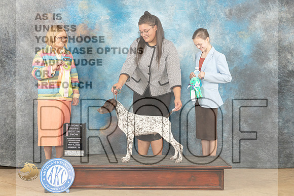 German Shorthaired Pointer #9 Sat PBIS Judge Dianne Kroll_JP_0201_CCKC2023_HR3
