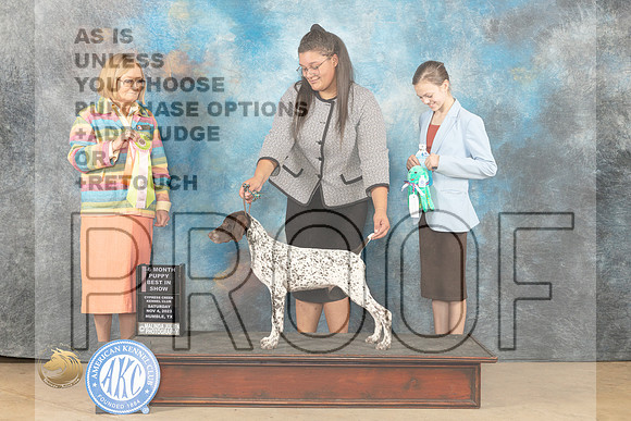 German Shorthaired Pointer #9 Sat PBIS Judge Dianne Kroll_JP_0202_CCKC2023_HR3