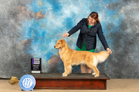 Golden Retriever #6 Sat WB Judge Lori Nelson