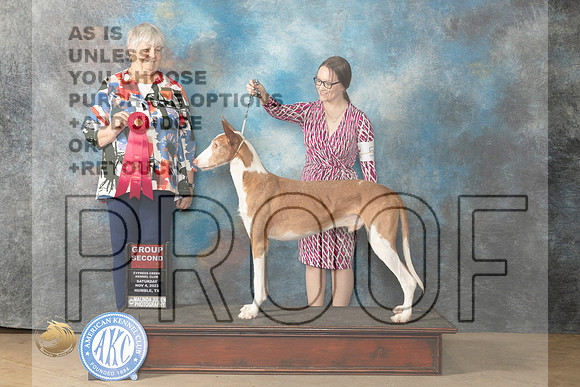Ibizan #5 Sat Sat G2 Judge Lori Nelson_JP_0165_CCKC2023_HR3