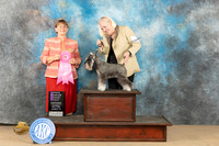 Miniature Schnauzer #10 Sat OHG1 Judge Nancy Eilks