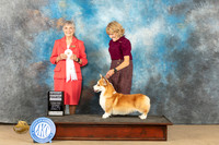 Pembroke Welsh Corgi #15 Fri G4 Judge Jill Warren