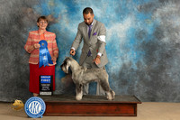 Schnauzer Std # Sat G1 Judge Nancy Eilks