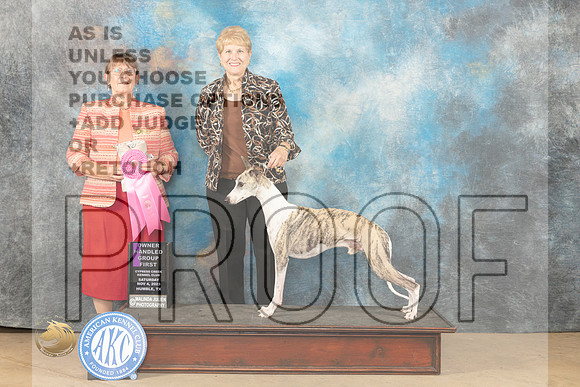 Whippet #7 Sat OHG1 Judge Nancy Eilks_JP_0270_CCKC2023_HR3