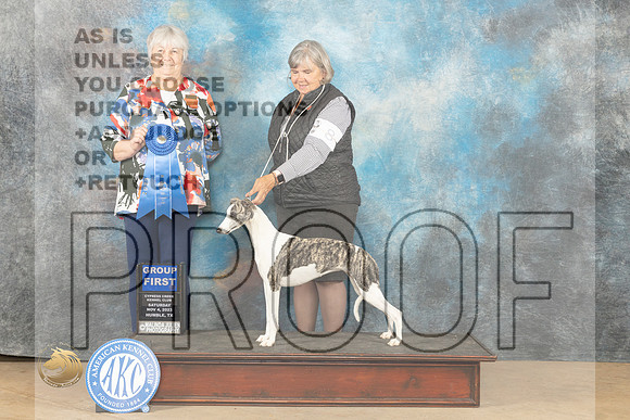 Whippet #8 Sat G1 Judge Lori Nelson_JP_0159_CCKC2023_HR3