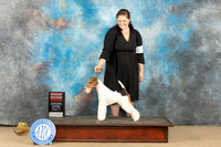 Wirehaired Fox Terrier #5 Sat G2 Debra Ferguson