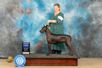 Xolo #5 Sat G1 Judge John Shoeneman