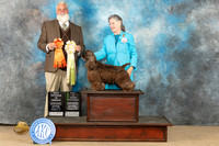 Cocker Spaniel #? Sat BISweeps Judge Matthew Proctor