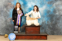 Cocker Spaniel #11 Sat BOB Judge Stephanie Kaul