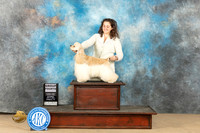 Cocker Spaniel #11 Sat G4 Judge Dianne Kroll