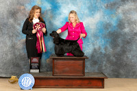 Cocker Spaniel #18 Sat OHBISp Judge Stephanie Kaul