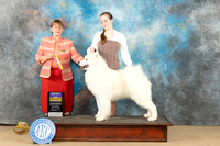Samoyed #10 Sat BOB Judge Nancy Eilks