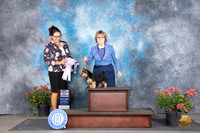 Norwich Terrier #18 Sat BOSSweeps Judge Chris Hillman  BBredBy Judge Cathy Thompson-Morgan