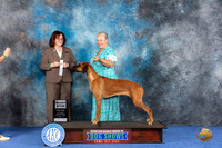 Rhodesian Ridgeback #16 WED SB Judge Barbara Scherer