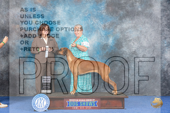 Rhodesian Ridgeback #16 WED SB Judge Barbara Scherer__JP_7228_Houston_2024_HR3