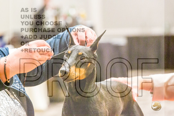 Manchester Terrier MTOY Candids-JJL_2251-Hstn2022_HR3