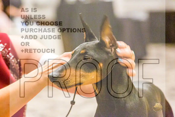 Manchester Terrier MTOY Candids-JJL_2169-Hstn2022_HR3
