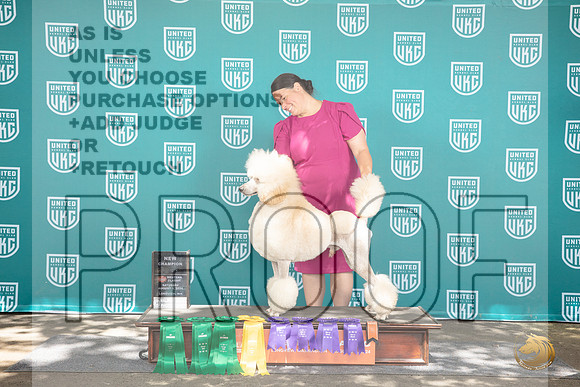 Poodle Standard #444 NGCh No Judge__JP_1831_Longview WA_2024_HR3