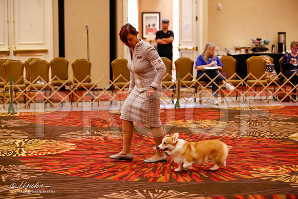 _JJ_1455-HstnCorgiFeb2015-HR3