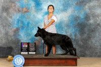 German Shepherd Dog #7 Sun 6to91WDBOS Judge John Schoeneman