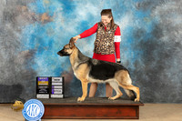 German Shepherd Dog #8 Sun BOBCH Judge John Schoeneman