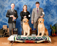 Golden Retriever #19 & #39