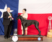 Great Dane #10 Thur WB Judge John Wade