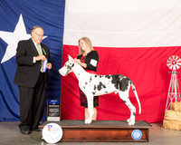 Great Dane #17 Thur BOW Judge John Wade