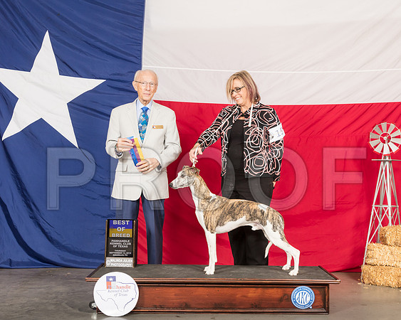 Whippet #15 Thurs BOB Judge Dr Anthony Dinnardo-SSR_9971-HR3