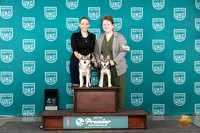 Alaskan Klee Kai #1041 #847