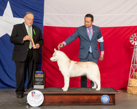 Siberian Husky #20 Thur BOB Judge John Wade