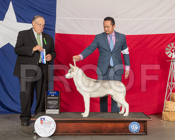 Siberian Husky #22 Thur BOW Judge John Wade-SSR_9986-HR3