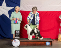 Tibetan Terrier #5 Thur BOS Maj Judge SULIE GREEN DALE PAVEZA