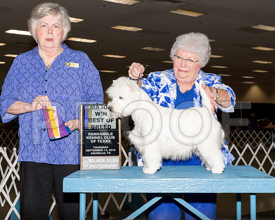 Westhighland White Terrier #18 BOB Maj Judge CLAUDIA J SEABERG-_ST_9679-HR3
