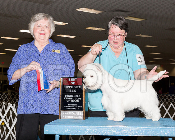 West Highland West Terrier #5 Thur BOS Judge CLAUDIA J SEABERG-_ST_9685-HR3