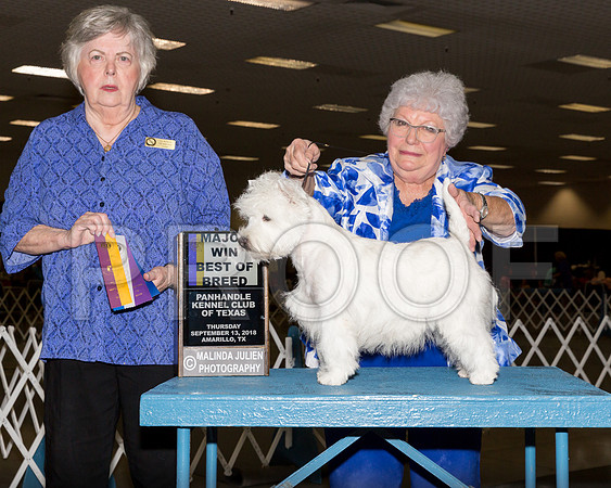Westhighland White Terrier #18 BOB Maj Judge CLAUDIA J SEABERG-_ST_9680-HR3