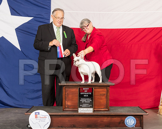 French Bulldog #10 Thur BOS Judge John Wade-SSR_0016-HR3