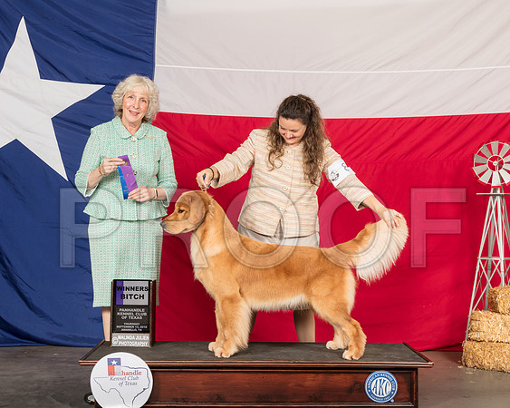 Golden Retriever #16 Thur Judge Sulie Greendale Paveza-SSR_0009-HR3