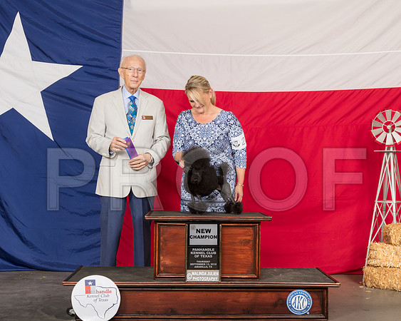 Poodle Toy #18 Thur NCh WB Judge Dr Anthony Dinnardo-SSR_0003-HR3