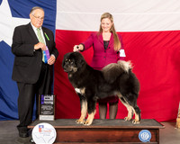 Tibetan Mastiff #6 Thur WB Maj Judge John Wade