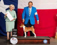 Basenji #6 Thur G4 Judge Sulie Greendale Paveza