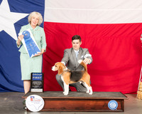Beagle 15 #5 Thur G1 Judge Sulie Greendale Paveza